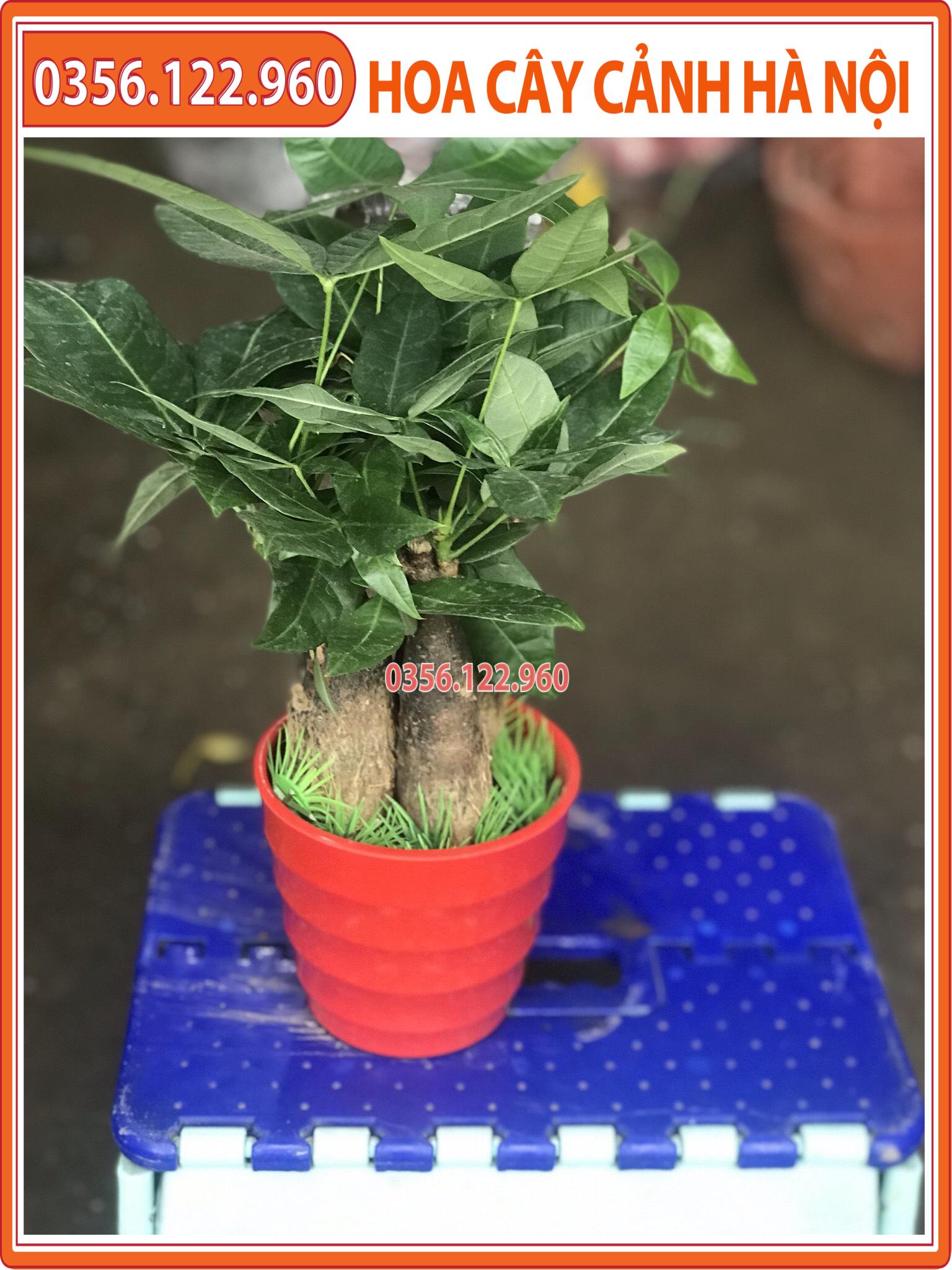 Chậu cây kim ngân để bàn 3 thân