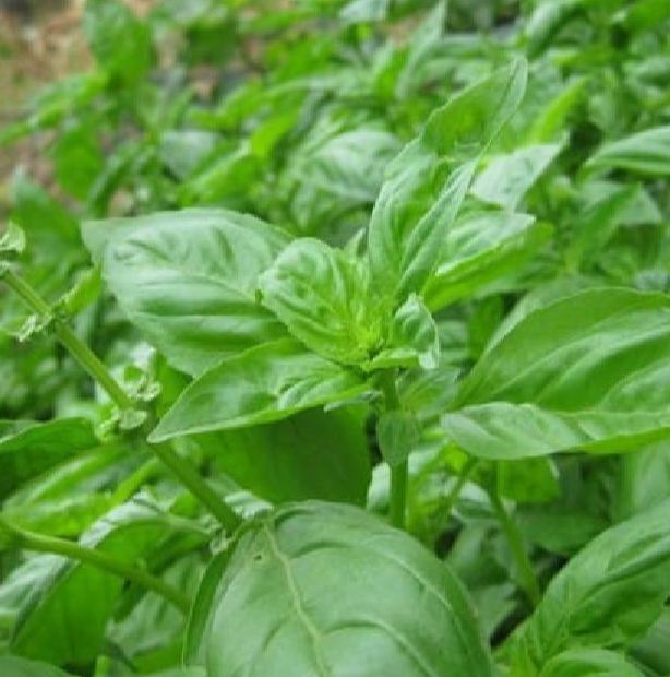 Hạt giống rau húng tây /gói 2 gram