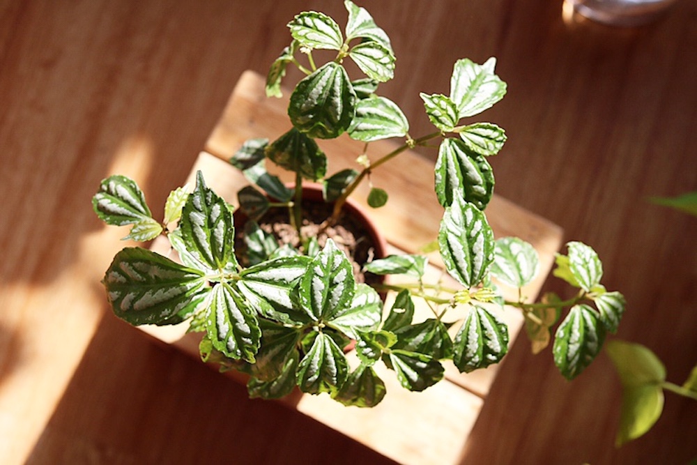 Cây Pilea cadierei Aluminum (Hổ Nhĩ Trắng Aluminum, Mao Đài Trổ Aluminum, Cỏ Gấm)