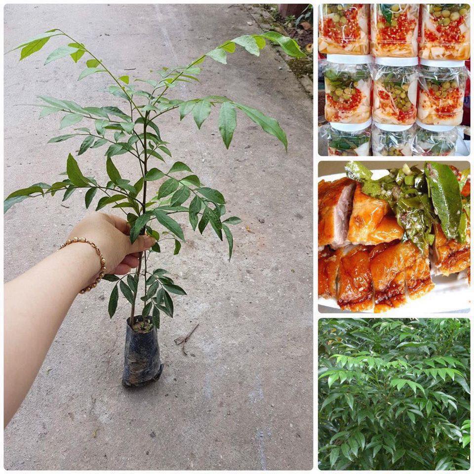 Cây giống mắc mật .