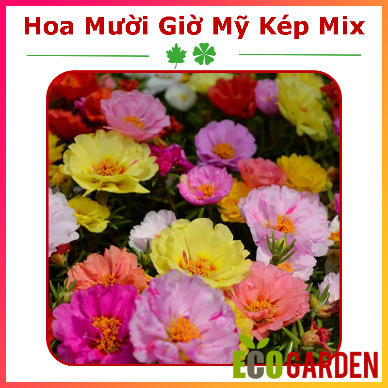 Hạt giống hoa mười giờ mỹ kép mix