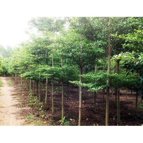Cây bàng đài loan