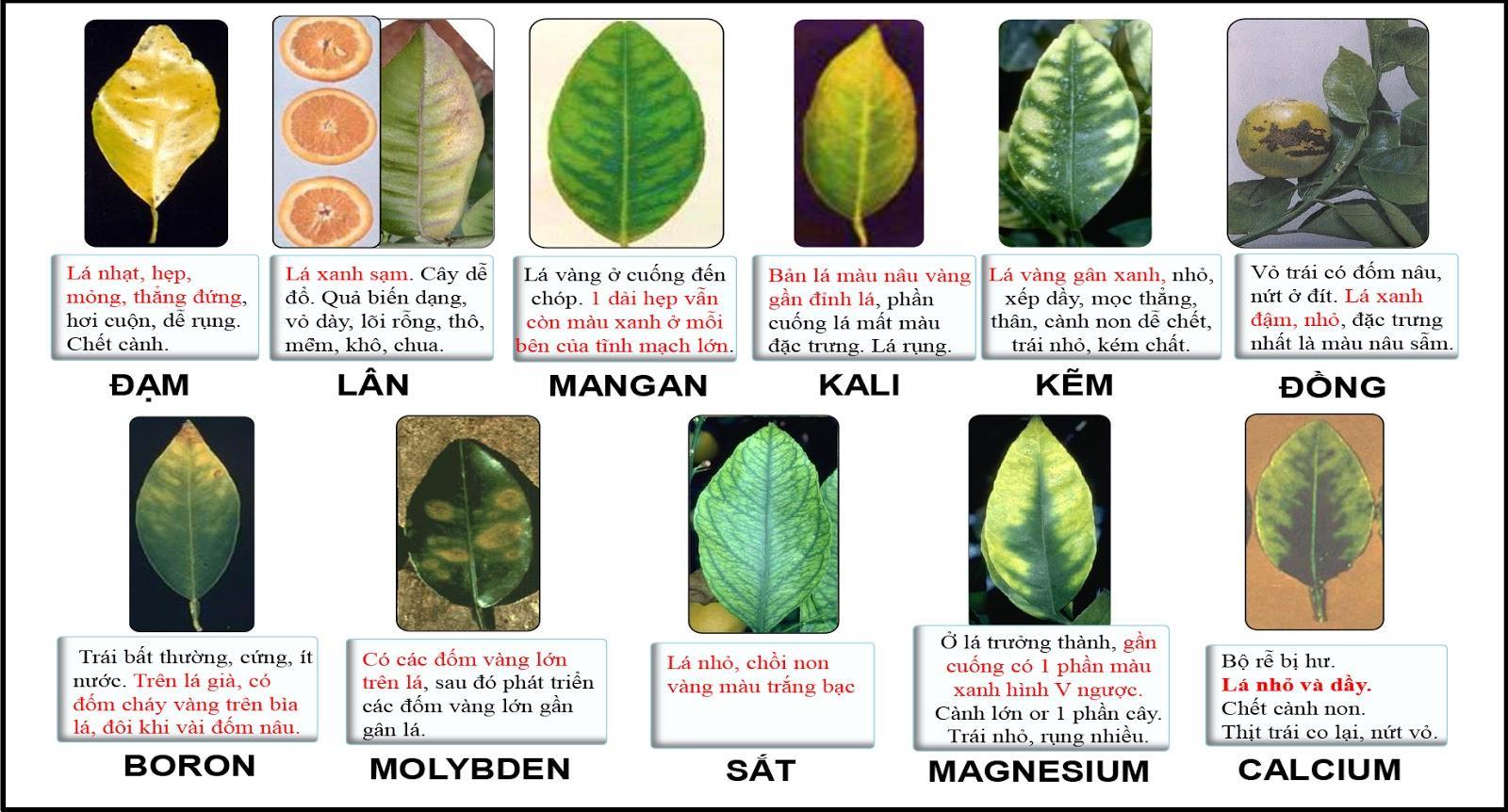 Phân bón vi lượng cây trồng dạng Chelate