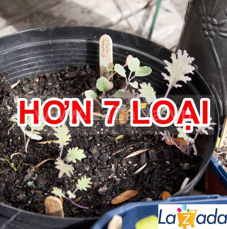 5GR 1000.HẠT Hạt Giống Cải Xoăn Kale Crazy Mix (| B19*W55)