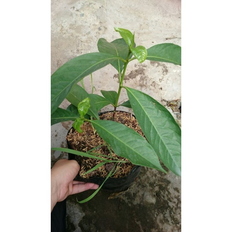 Cây hoa mai xanh thái