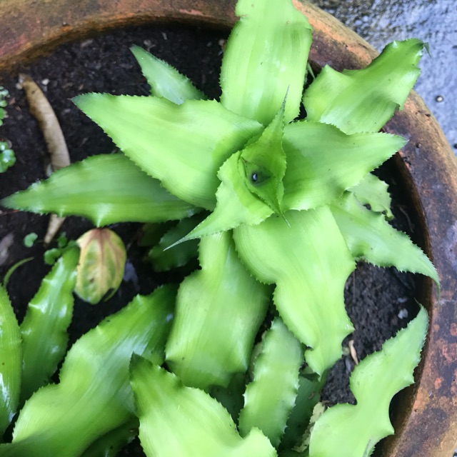 Dứa Hồng Phụng Xanh