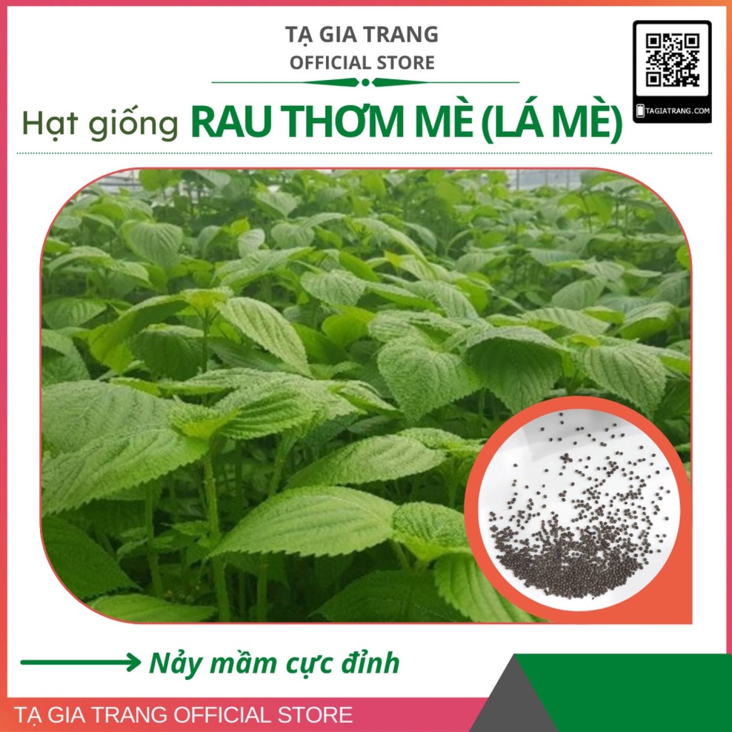 MA253 GÓI 50 Hạt giống lá mè Hàn Quốc (rau thơm mè Sesame) [Bán sỉ]