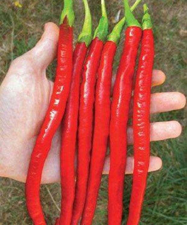 Hạt giống Ớt Siêu Dài Hàn Quốc F1 - quả 14-18cm 30 hạt/gói