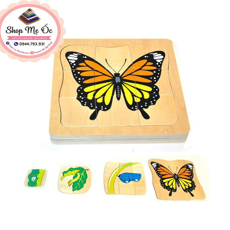 Xếp hình Quá trình sinh trưởng của bướm - Giáo cụ Montessori