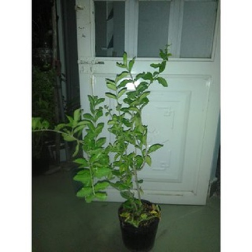 Cây sơ ri, chiều cao 60-80cm