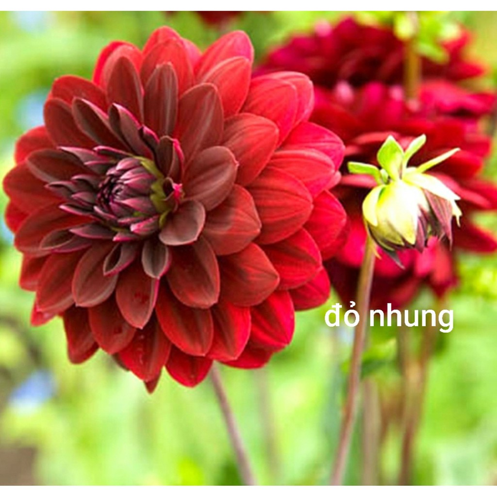 Củ Giống Thược Dược Ngoại (Giống Hoa)