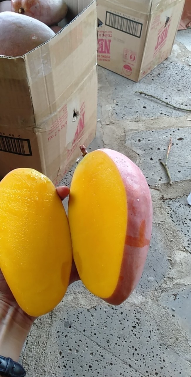 cây giống xoài tím
