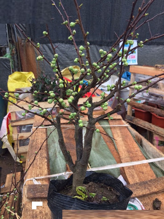 chậu Mai Đỏ bonsai TỨ QUÝ CHẬU Nhật