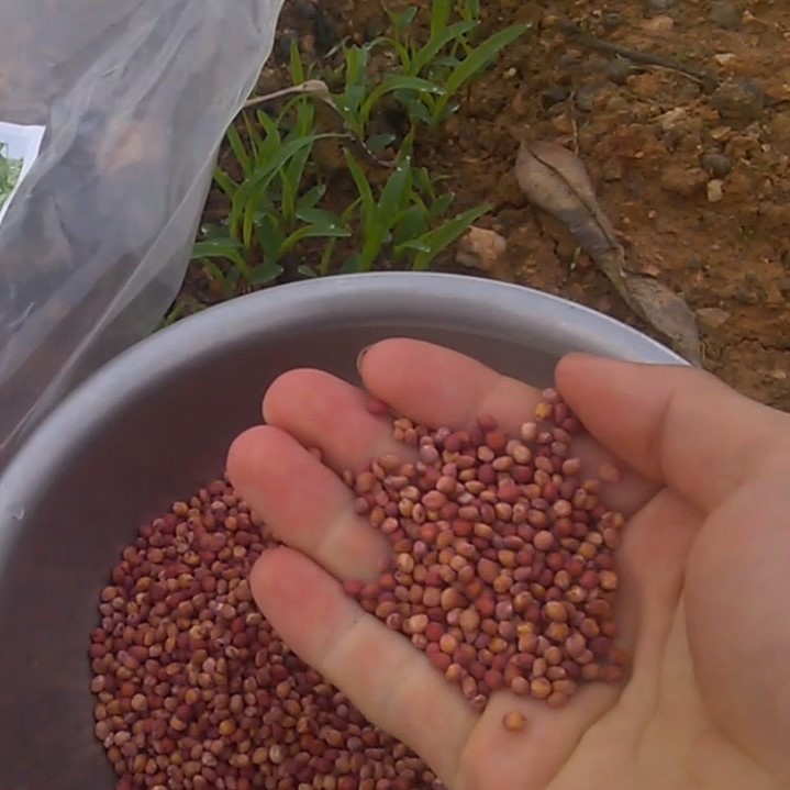 (500G),Giống Cỏ Sudan Lai - Cỏ Ngô