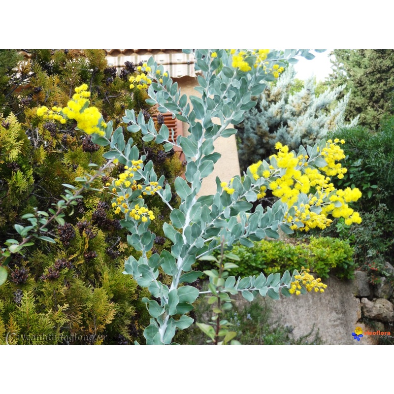 Gói 5 hạt giống cây Mimosa