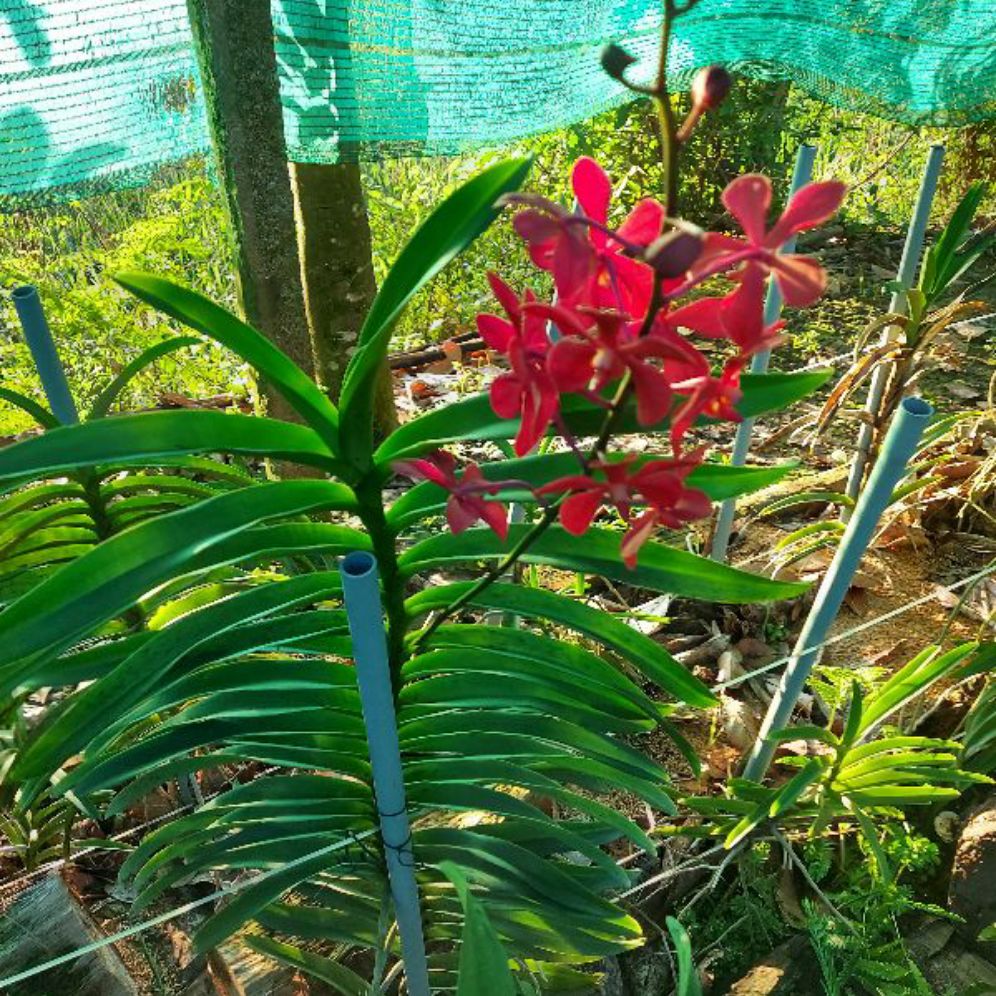 Combo 2 cây mokara đang nụ cao 60 70cm