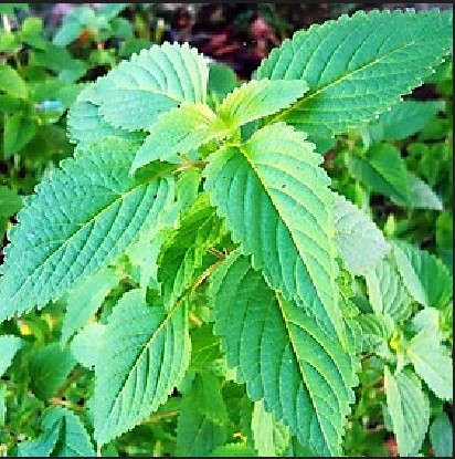 Hạt Giống Kinh Giới Rado 11 (1g)