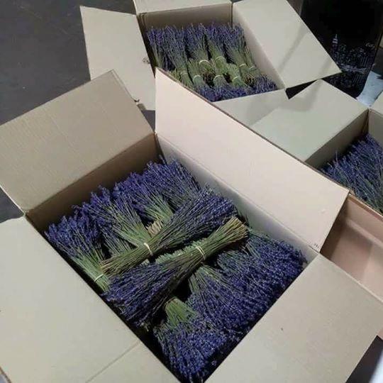 Hoa khô Lavender Pháp (hoa oải hương)