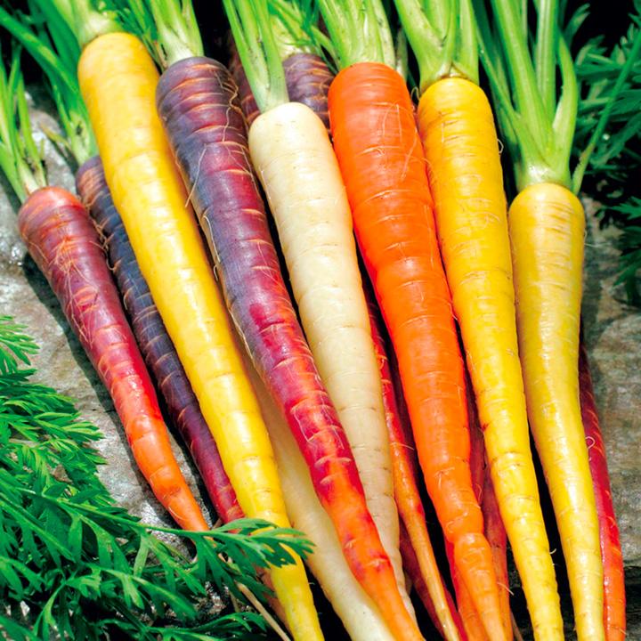 Rainbow carrot seeds - Sale Off