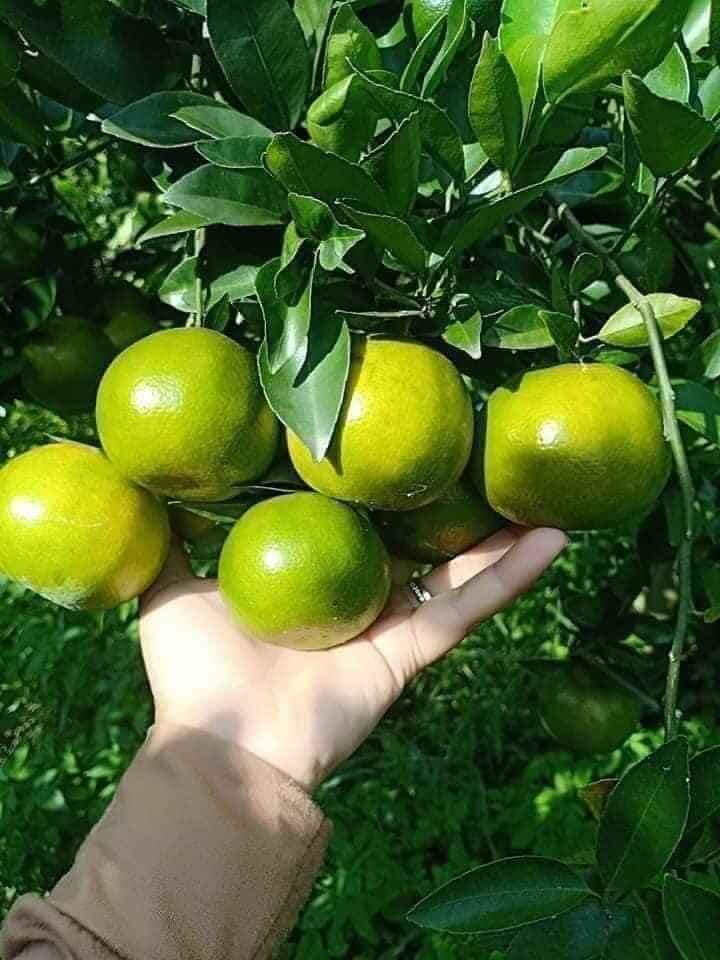Cây Giống Quýt Đường Vỏ Mỏng Siêu Ngọt (cửa hàng cây giống f1)