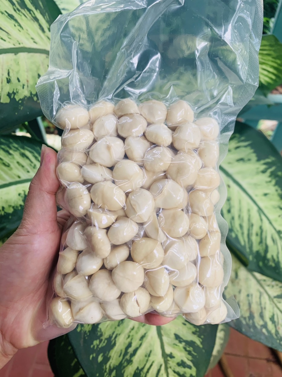 Nhân Macca lớn - 500grm
