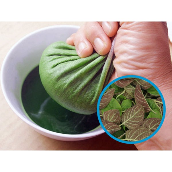 Combo 10 Cây Lá Mơ Lông - Lá Mơ Lông Tím ( Hom lá mơ lông)