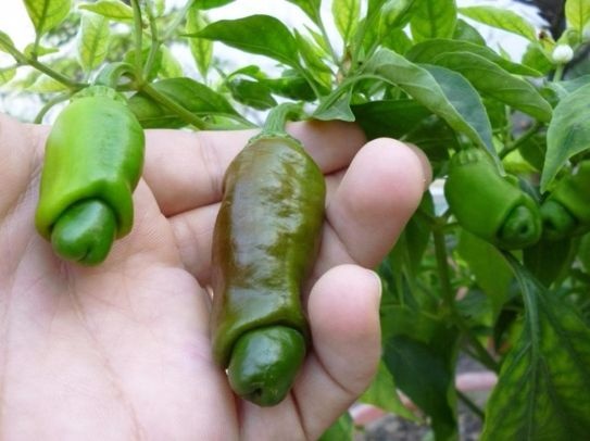 Ớt Cu Tí Cây Giống (peter) Giống Ớt Độc Lạ