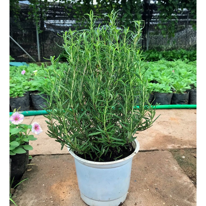 Cây hương thảo - rosemary cây gia vị với hương thơm dịu nhẹ, vừa đuổi muỗi lại giúp thư giãn
