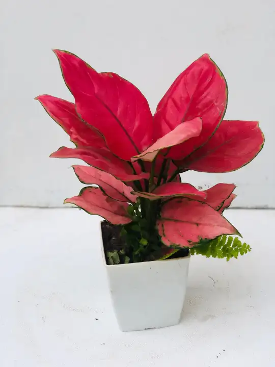 Cây vạn lộc đỏ (Cây hồng lộc) - Cây phong thủy để bàn: Mua bán trực tuyến  Cây hạt giống & củ với giá rẻ | Lazada.vn