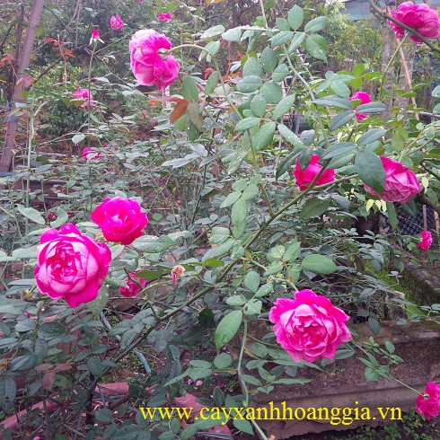 Combo 3 hoa hồng cổ Sapa siều khuyến mãi