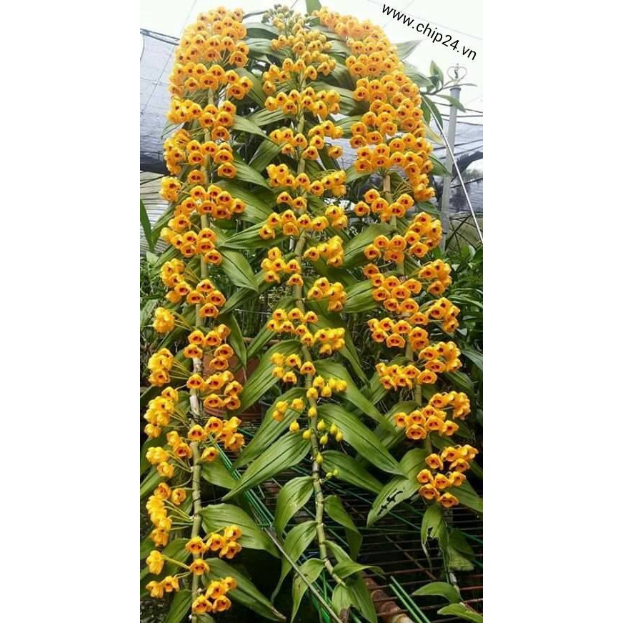 1 bó lan phi điệp vàng rừng tây bắc siêu to, hoa siêu đẹp