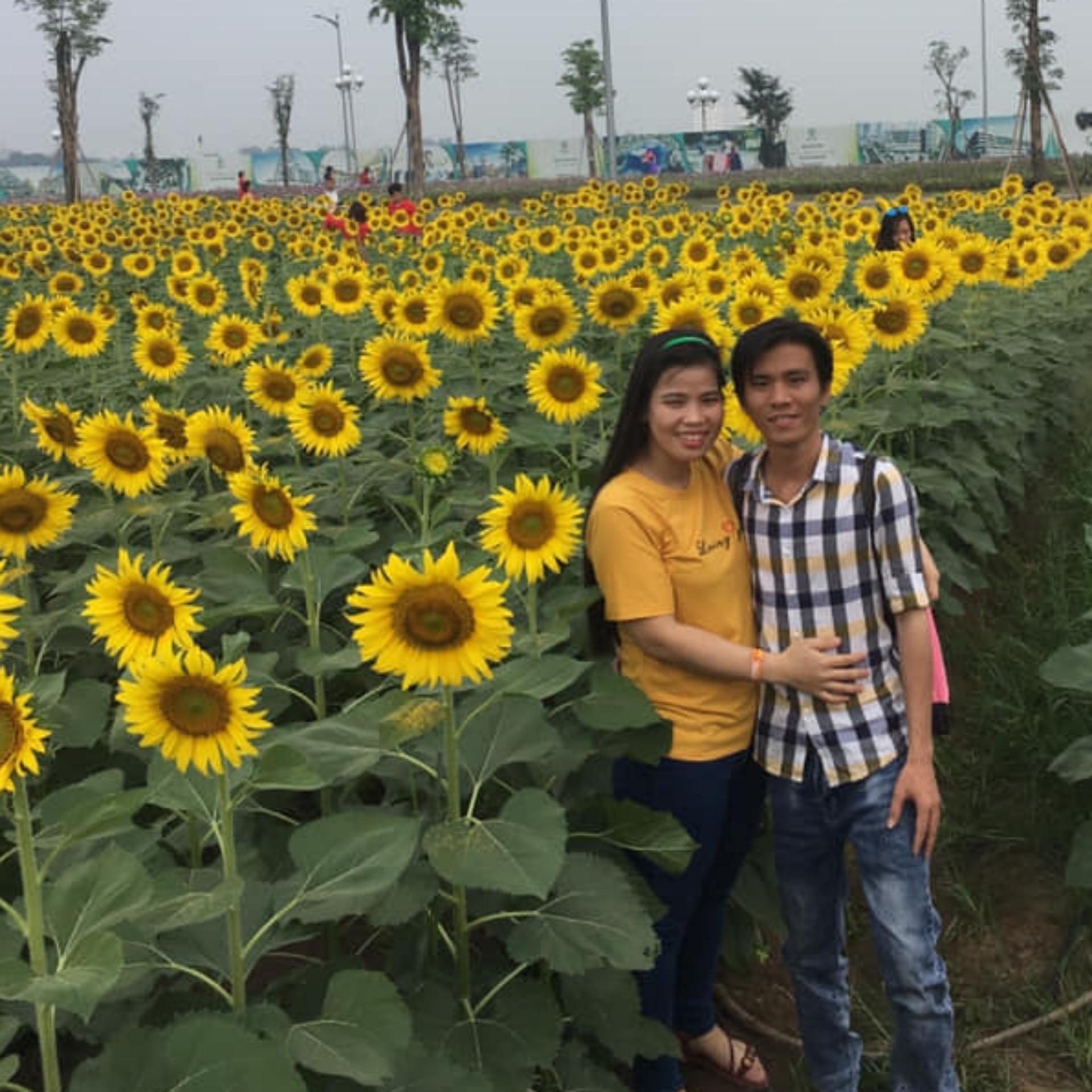 30 Hạt giống Hướng dương cao (tặng Kích nẩy mầm, Hướng dẫn ươm)