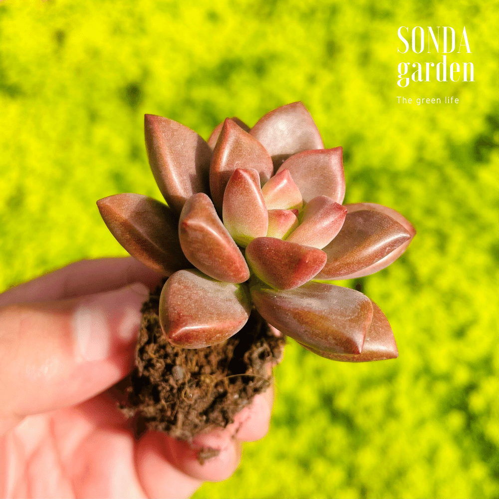 SEN ĐÁ ĐÁ NÂU SIZE MINI SIÊU KHỎE ĐẸP LỖI 1 ĐỔI 1