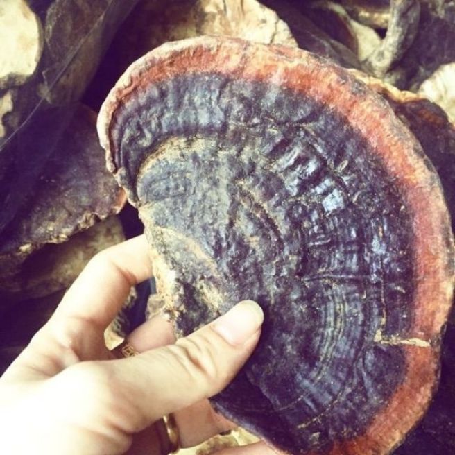 sỉ toàn quốc 1kg nấm linh chi rừng hồng chi rừng