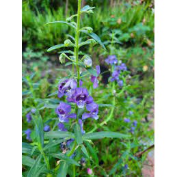 Cây hoa Violet cổ thơm khoẻ mạnh đang hoa ( Ảnh thật)