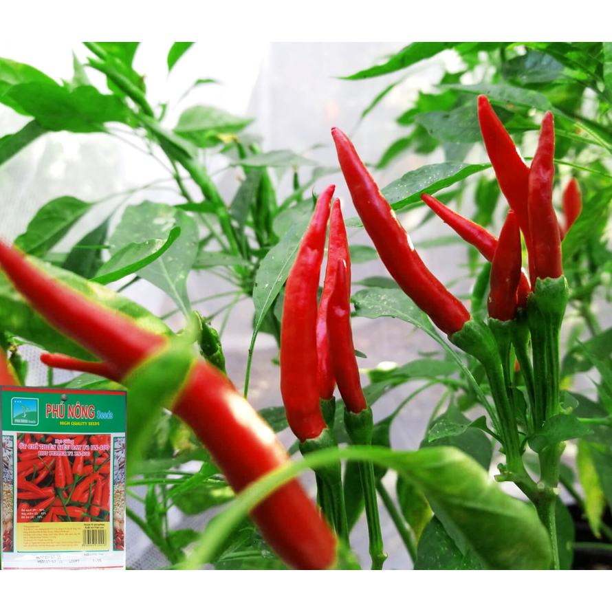 Hạt Giống Ớt Chỉ Thiên Siêu Cay Thái Lan Phú Nông - Dễ trồng, không kén đất, năng suất cao, kháng bệnh tốt VTNN Nông Điền Trang