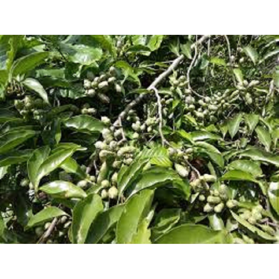CÂY GIỐNG CÂY DỔI XANH