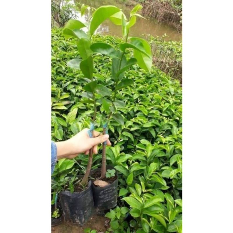 CÂY GIỐNG MÃNG CẦU XIÊM (tặng kèm phân bón lót)
