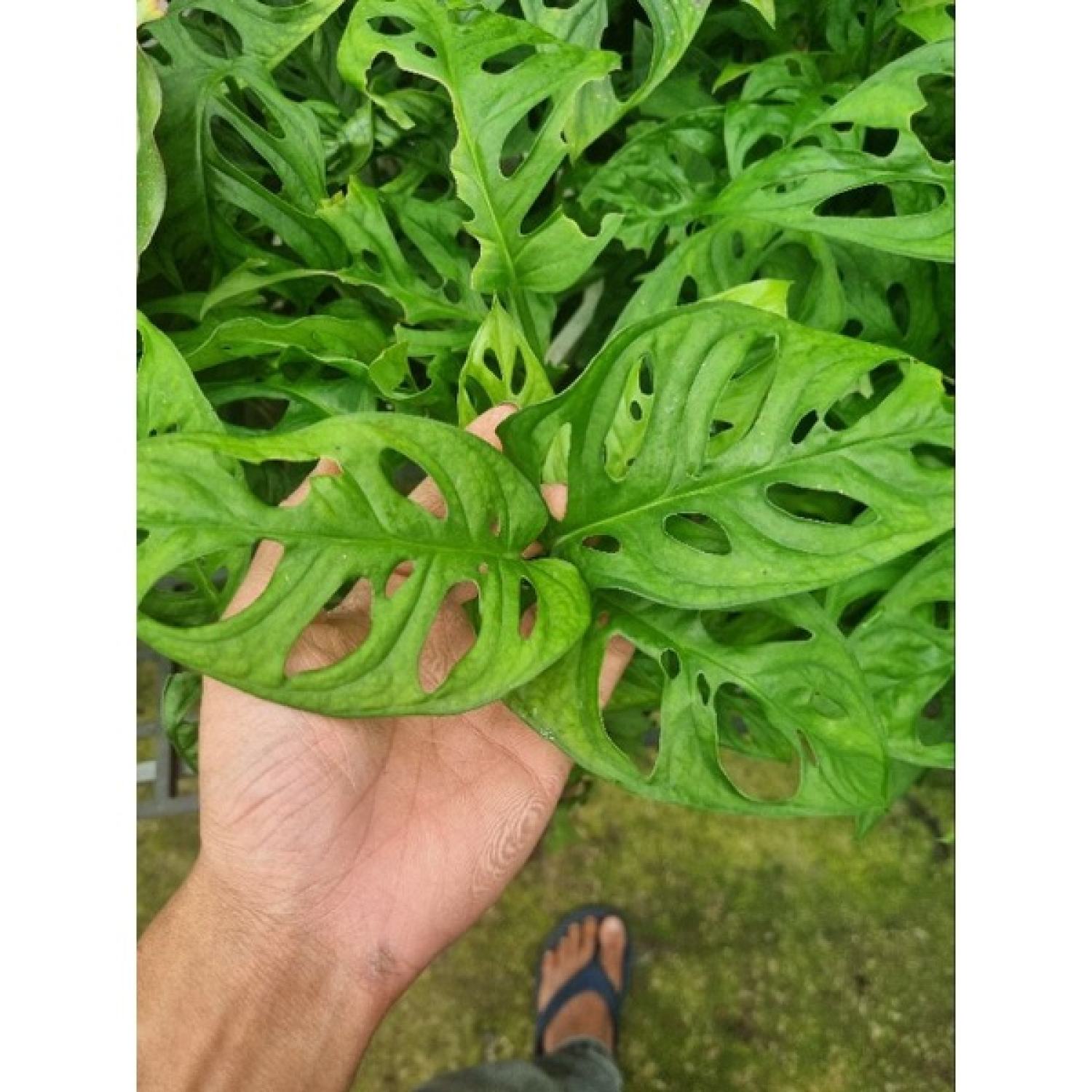 Cây trầu bà lổ