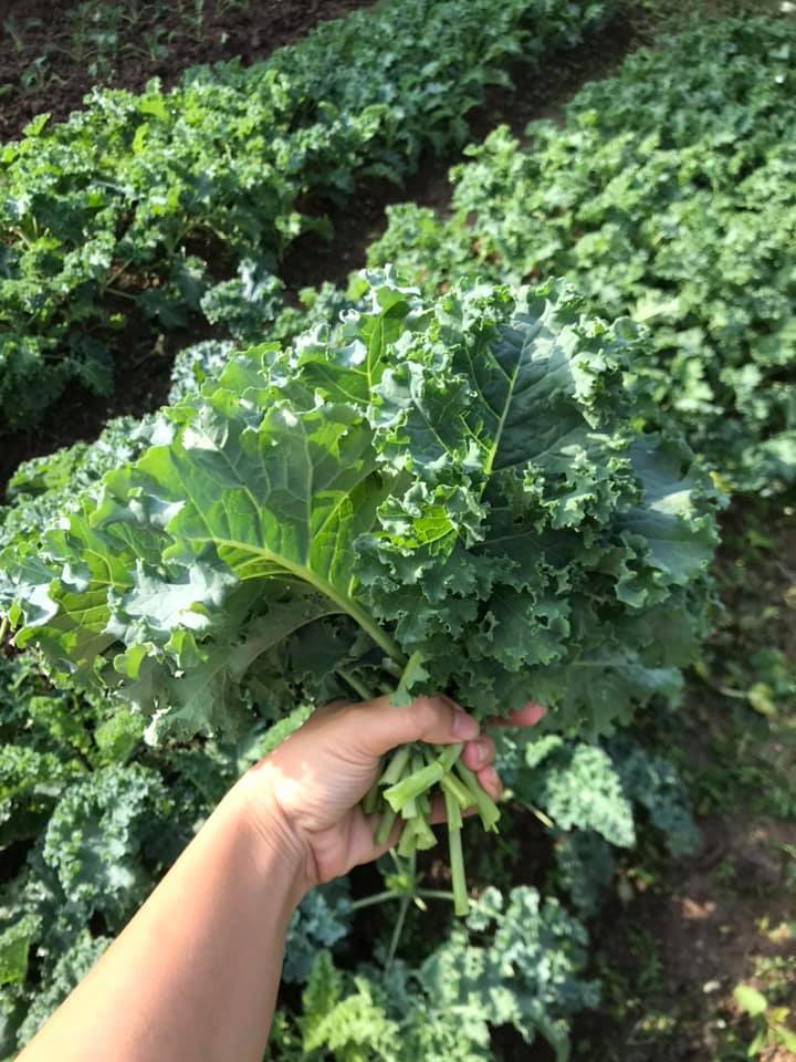 Hạt giống cải xoăn kale xanh