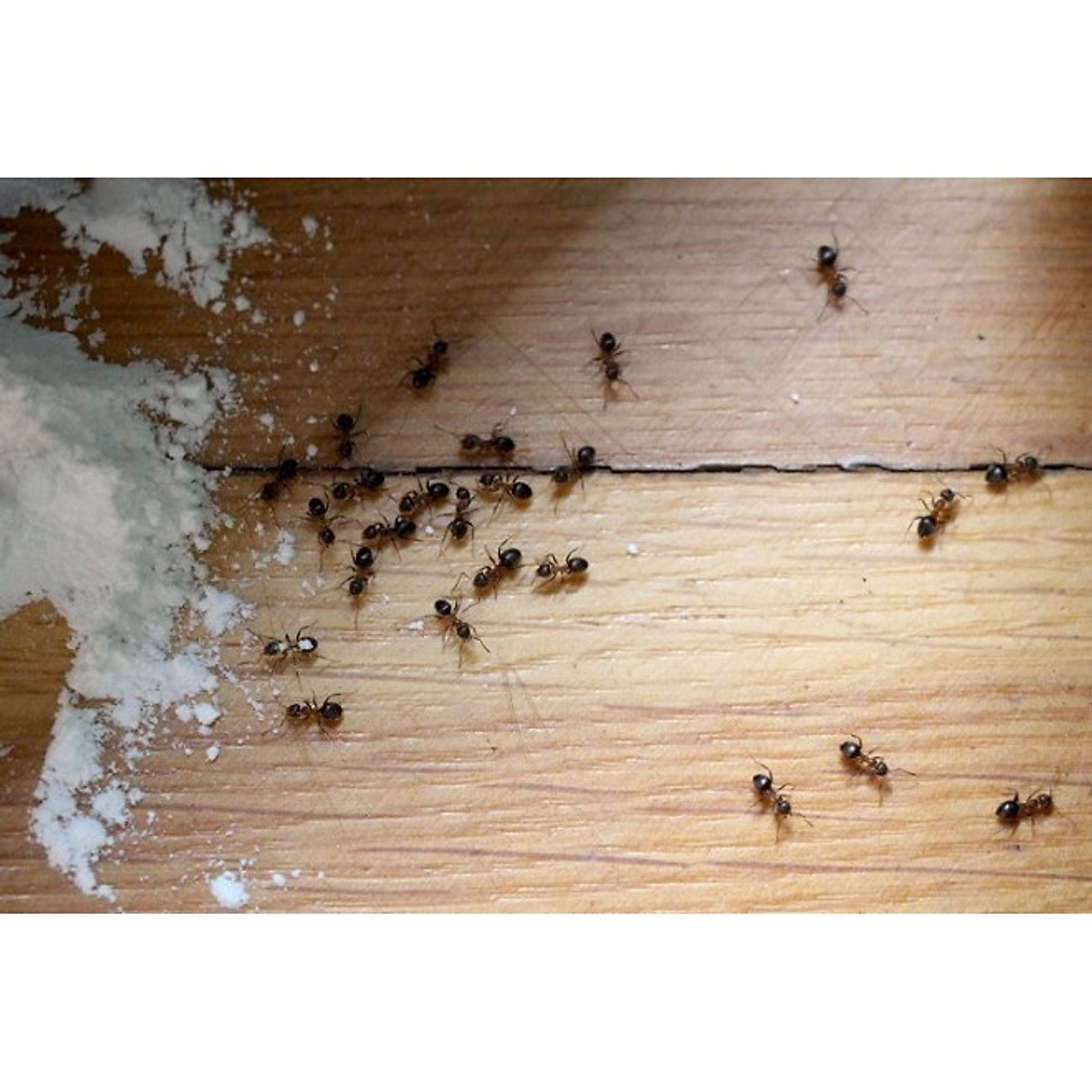 Chế phẩm diệt côn trùng Bột phấn kiến VIPESCO (Gói 50gram)