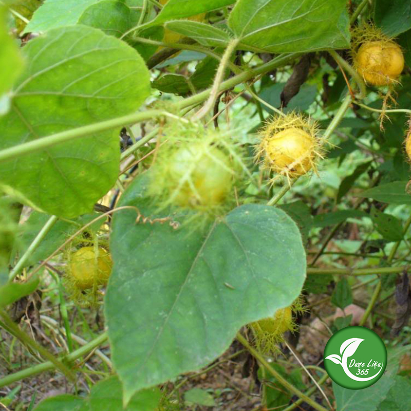 Cây Lạc Tiên khô 1KG - DL078