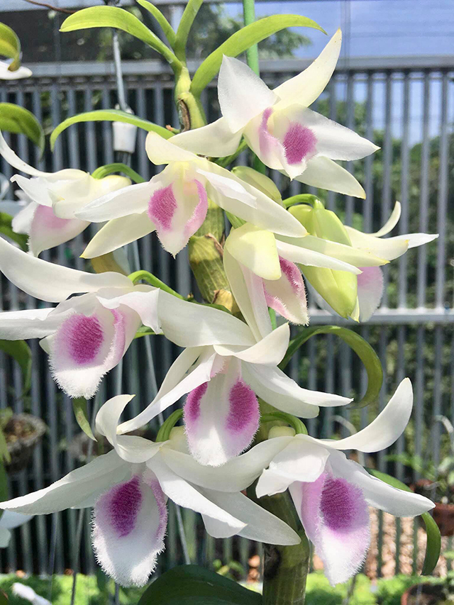 Lan Phi Điệp 🍀FREESHIP🍀 5 Cánh Trắng HO [ Ươm Kie ]
