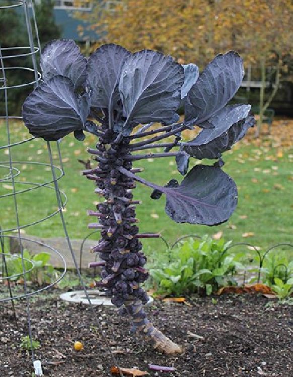 " Gói 50 "Hạt giống bắp cải tím mini ( bắp cải tí hon tím ) [Seeds]