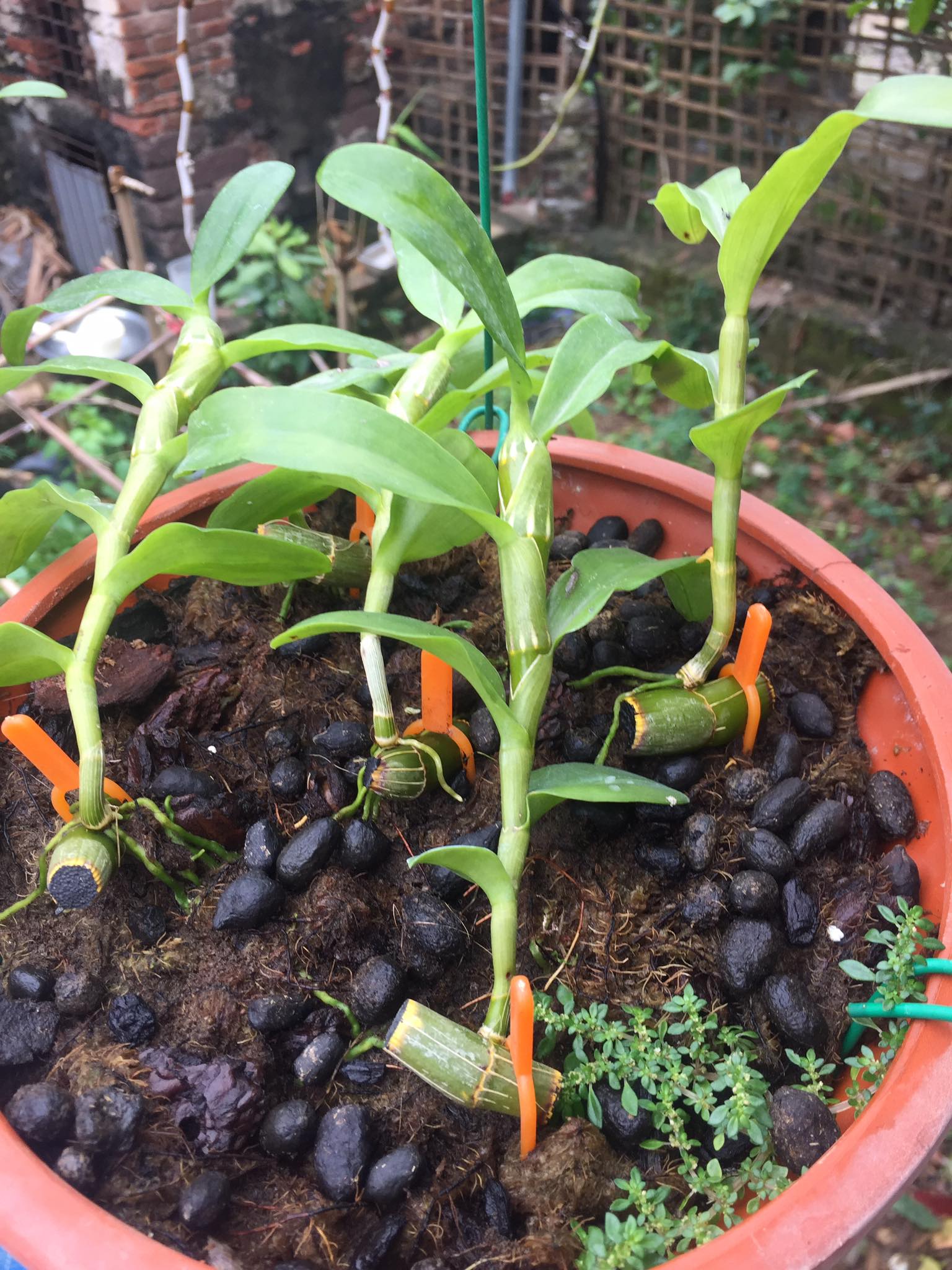 Hoa lan - 5ct bảo duy hàng gieo hạt( cao 15cm)