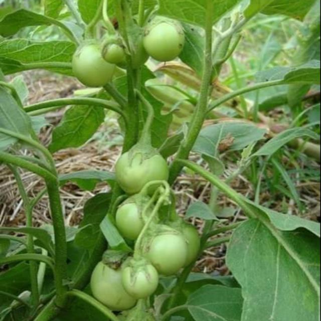 5 gr hạt giống cà pháo xanh cao sản, hạt giống chất lượng cao F1