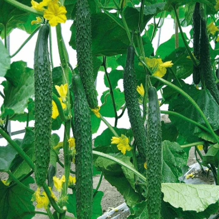 HG76- Hạt giống dưa chuột kiếm nhật 20 hạt