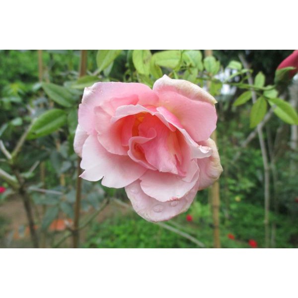 167A Hạt Giống Hoa Hồng Phấn Nữ Hoàng 10 Hạt