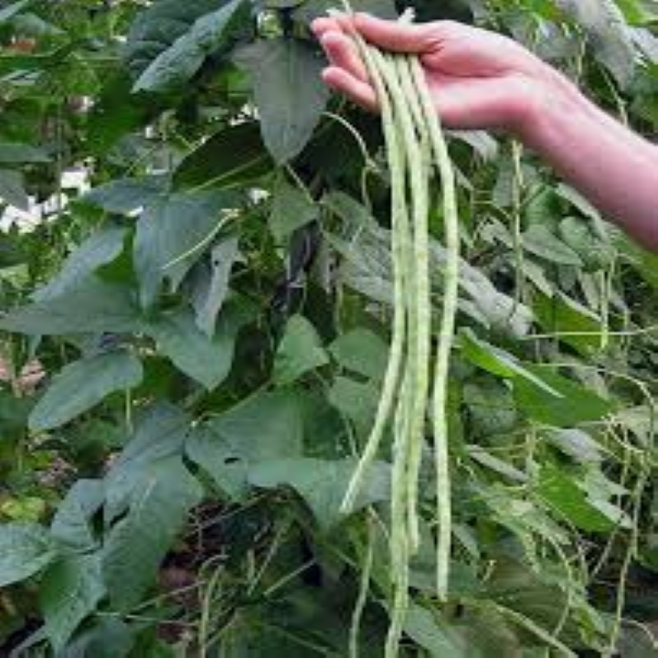 Hạt giống Đậu Đũa Hạt Đen Phú Nông - 10g