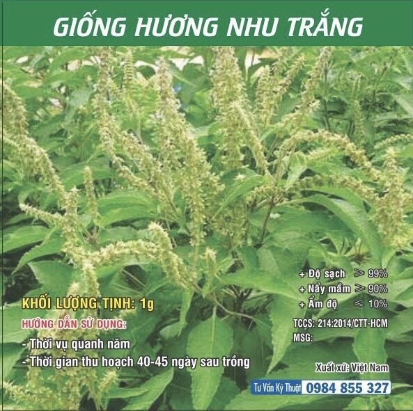 Giống Hương Nhu tía - Giống Hương Nhu trắng